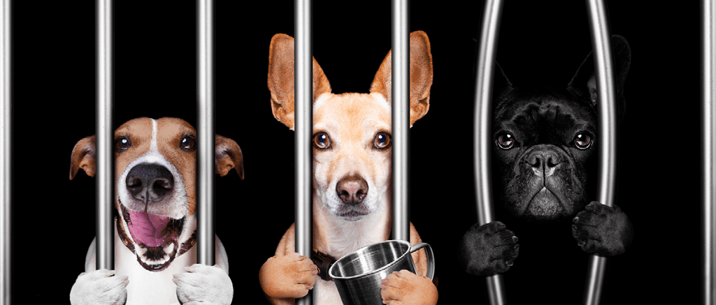 Workplace Bullying, Finger-pointing, "Kick-the-dog"
