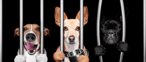 Workplace Bullying, Finger-pointing, "Kick-the-dog"