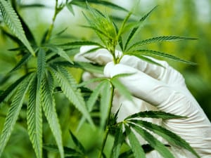 Cannabis Industry